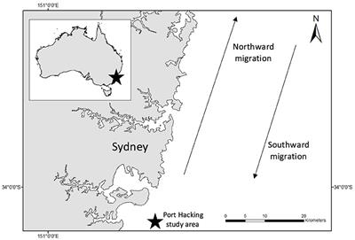 An Economical Custom-Built Drone for Assessing Whale Health